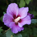 Purple Hibiscus by busylady
