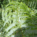 Ferns by 365projectorglisa