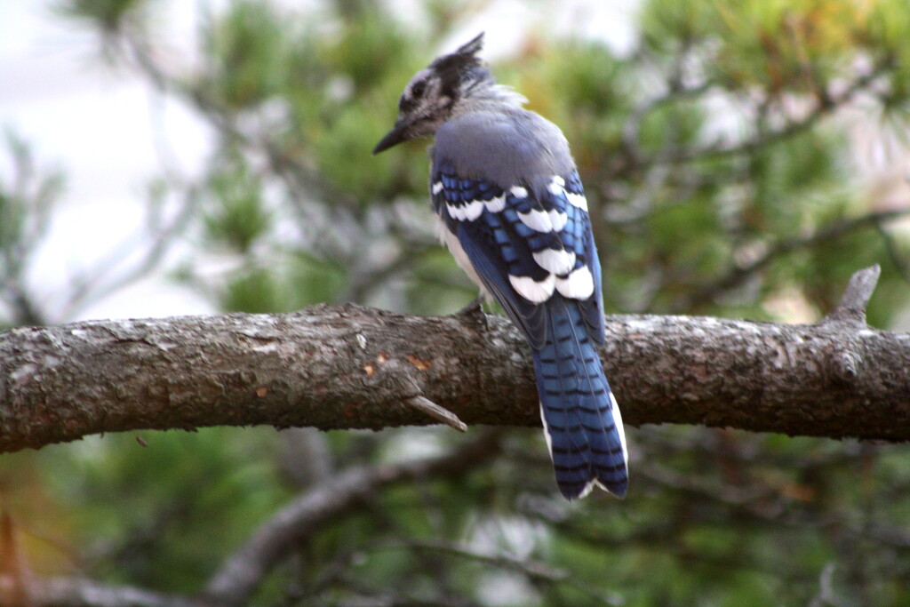 Blue Jay resting on  tree branch by bruni