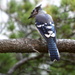Blue Jay resting on  tree branch by bruni