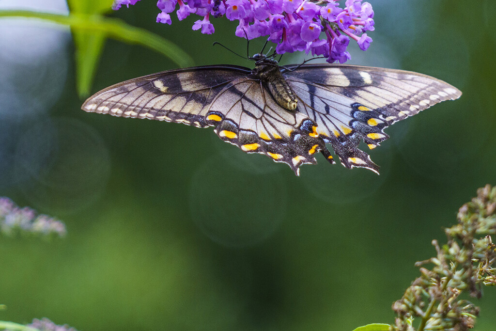 Aged Swallowtail by k9photo