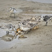 Sanderlings' Crab Breakfast  by jgpittenger