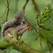 Happy Squirrel  by rjb71
