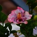 Hibiscus & Raindrops ~ by happysnaps