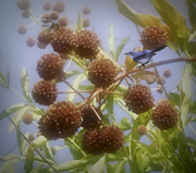 5th Sep 2021 - The Wasp, The Bird, and The Berries 
