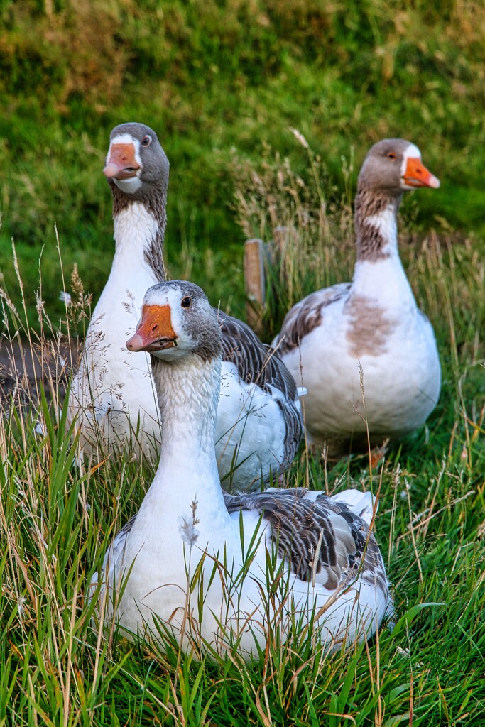 Geese by okvalle