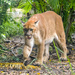 Florida Panther by danette