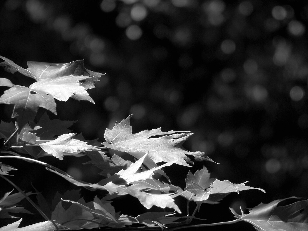 Simple sunlight on a maple tree branch... by marlboromaam
