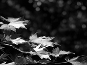 6th Sep 2021 - Simple sunlight on a maple tree branch...