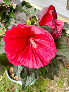 4th Sep 2021 - Hibiscus:Mars Madness