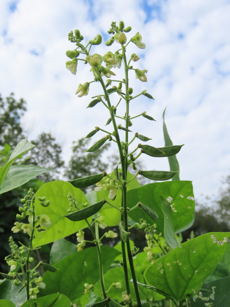 Peas please  by kimhearn