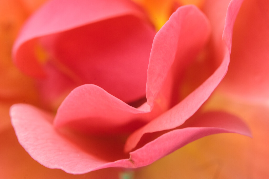 rose petals by aecasey