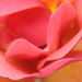 rose petals by aecasey