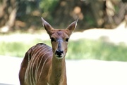25th Aug 2021 - Antelope Portrait 