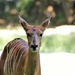 Antelope Portrait  by randy23