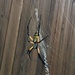 Itsy Bitsy Spider  by dkellogg