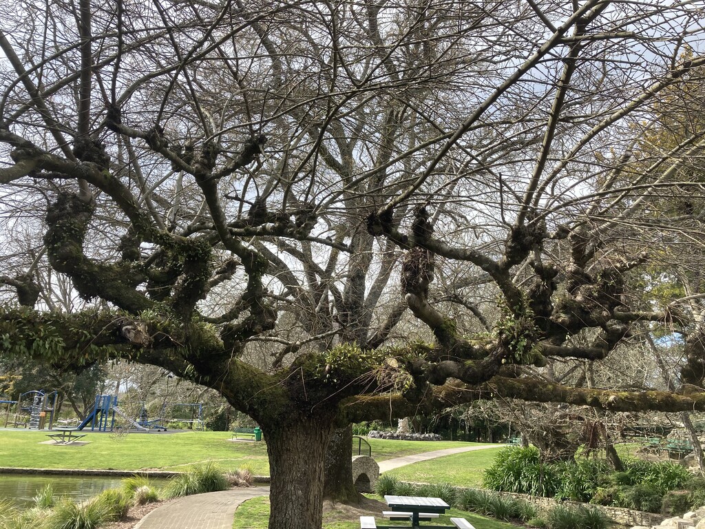 kōwhai tree in blossom  by kyfto