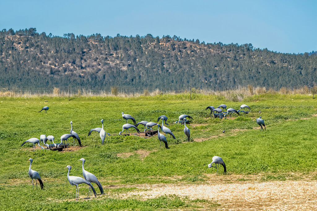 Blue Cranes in the Overberg  by ludwigsdiana
