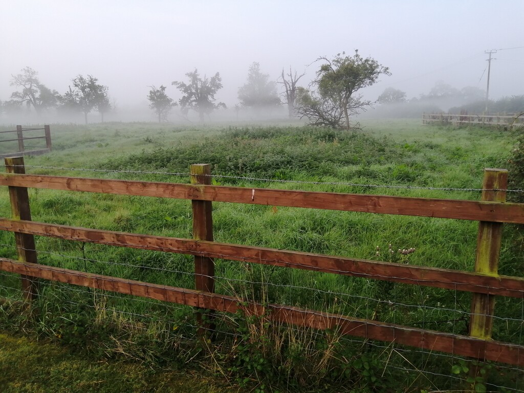 Fences in the mist  by flowerfairyann