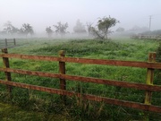 6th Sep 2021 - Fences in the mist 
