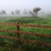 Fences in the mist  by flowerfairyann