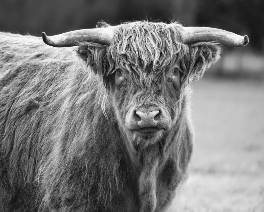 Highland Cattle by dkbarnett