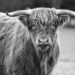 Highland Cattle by dkbarnett
