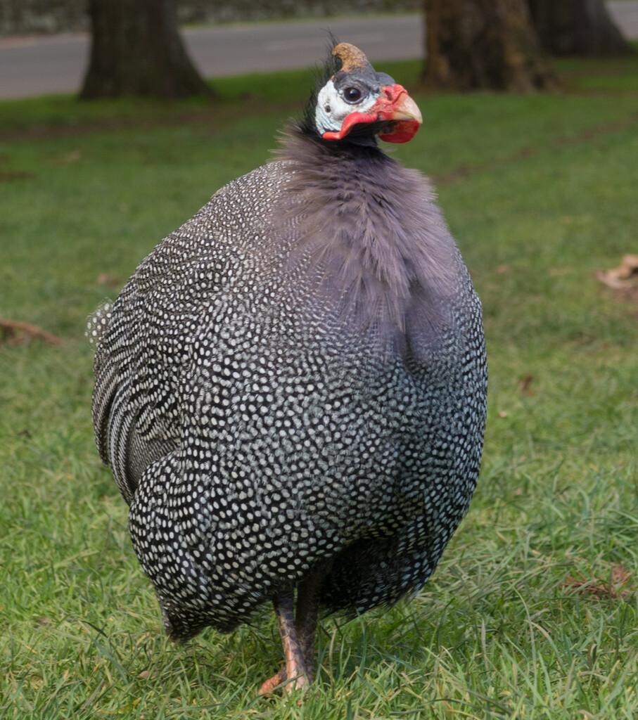 These Helmeted Guinea fowl are really friendly  by creative_shots