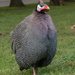 These Helmeted Guinea fowl are really friendly  by creative_shots