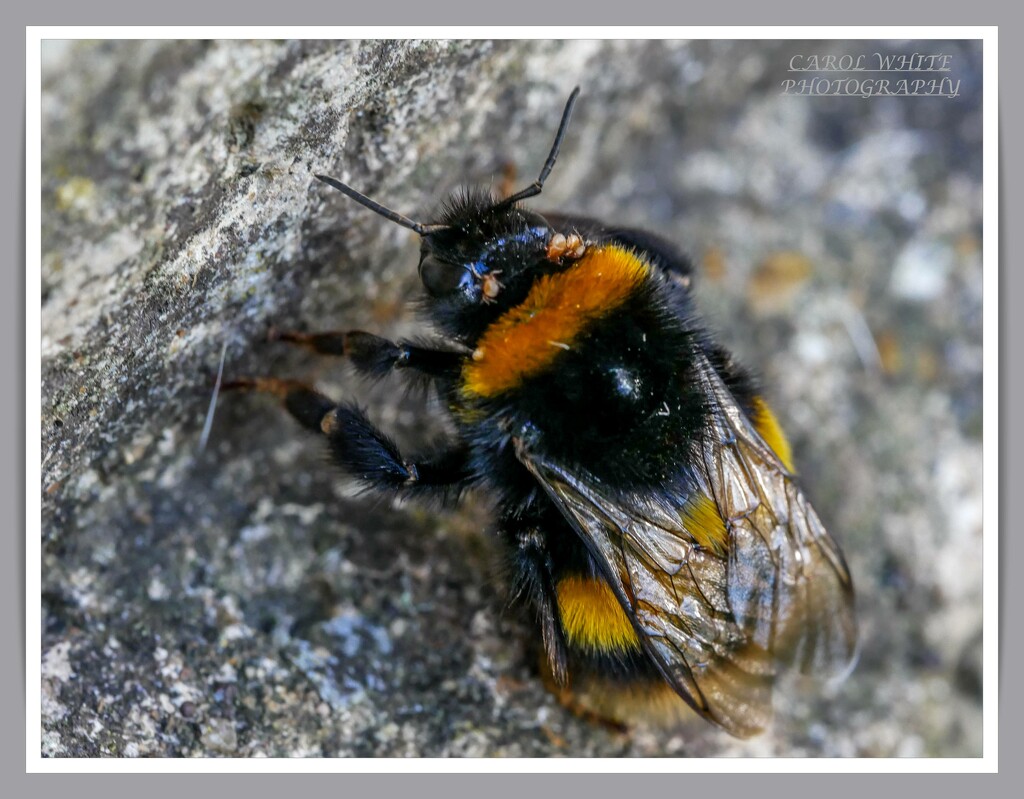 Sleeping Bumble Bee by carolmw
