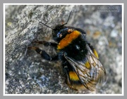 6th Sep 2021 - Sleeping Bumble Bee