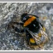 Sleeping Bumble Bee by carolmw