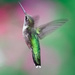 Michael's Hummingbird for National Hummingbird Day by jyokota