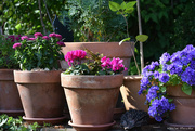 5th Sep 2021 - flowers in pots
