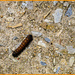 Caterpillar  by hjbenson