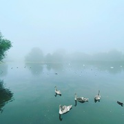 6th Sep 2021 - foggy morning down at the lake