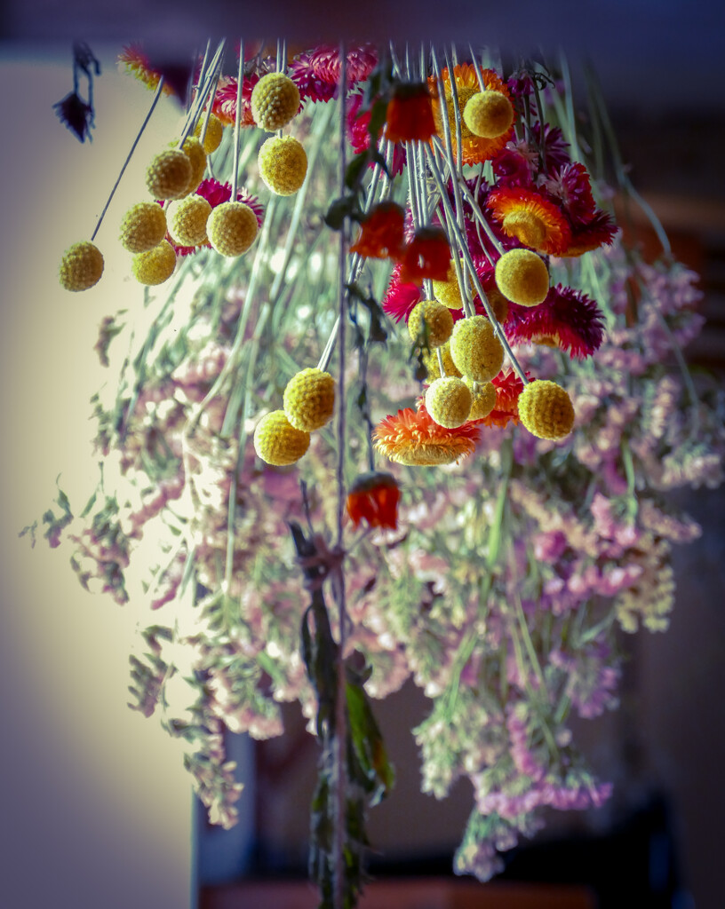 more drying flowers by cam365pix