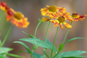 6th Sep 2021 - Last of the Sneezeweed