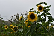 6th Sep 2021 - sunflowers on a damp day