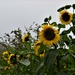 sunflowers on a damp day by christophercox