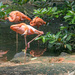 Flamingos by danette