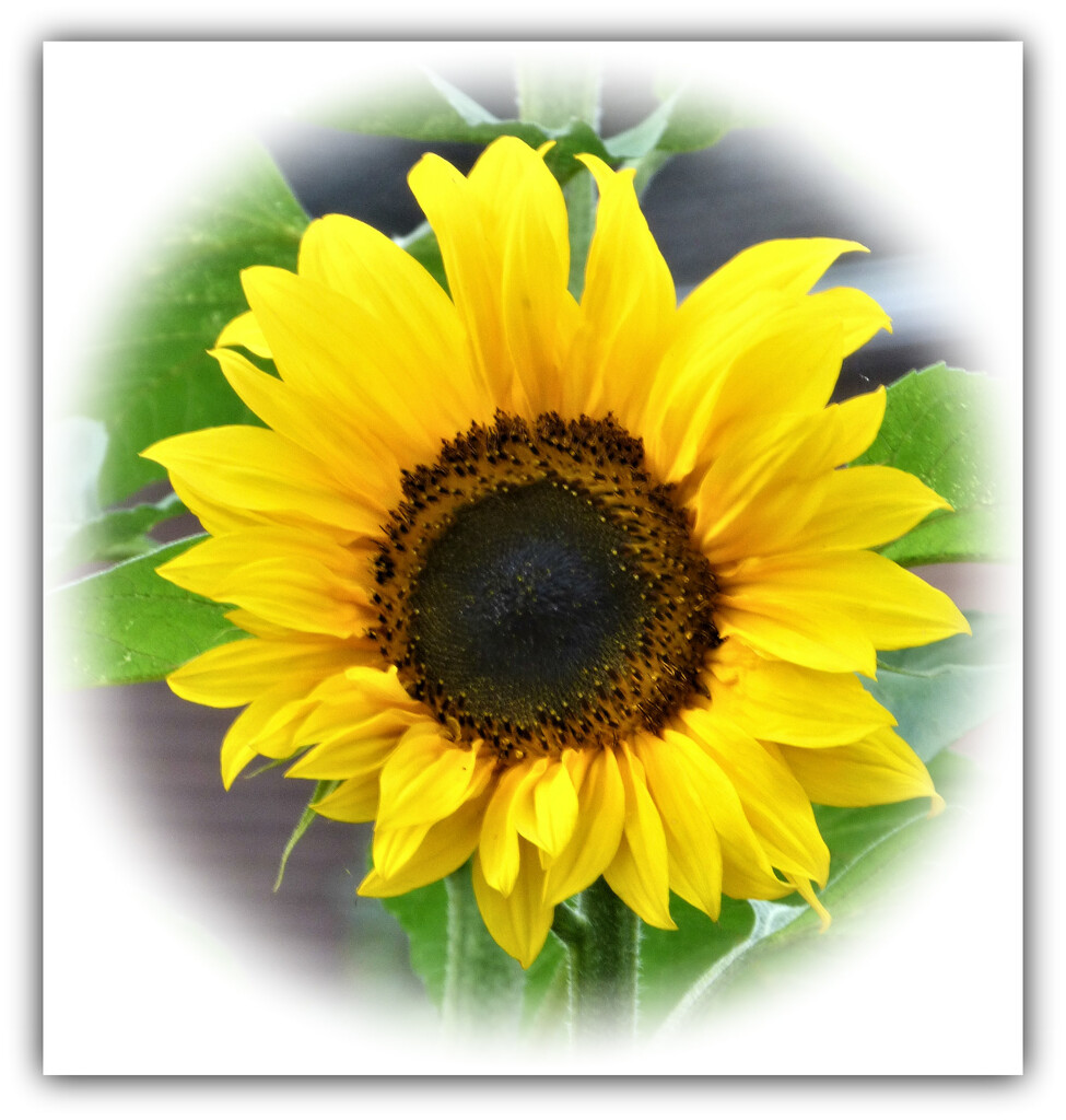 Alfie's Sunflower  by beryl