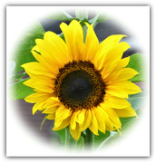 7th Sep 2021 - Alfie's Sunflower 