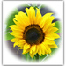 Alfie's Sunflower  by beryl