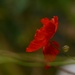 Red poppy.......... by ziggy77