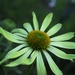 A Green Echinecea by sandlily