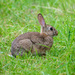 Rabbit by rjb71