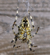 6th Sep 2021 - Garden Spider.