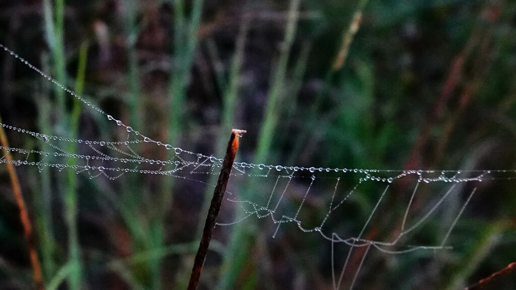 Just a Few Dewdrops Finally by milaniet