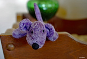 6th Sep 2021 - Little purple dog